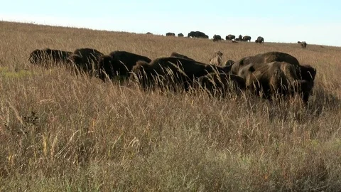 Bison grazing in Fall Stock Footage 72512547