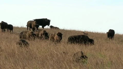 Bison grazing in Fall Stock Footage 72512773