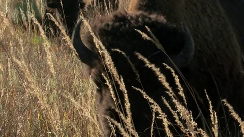 Bison grazing in Fall Stock Footage 72512797