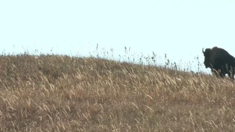 Bison grazing in Fall Stock Footage 72513007