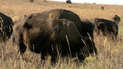 Bison grazing in Fall Stock Footage 72513034