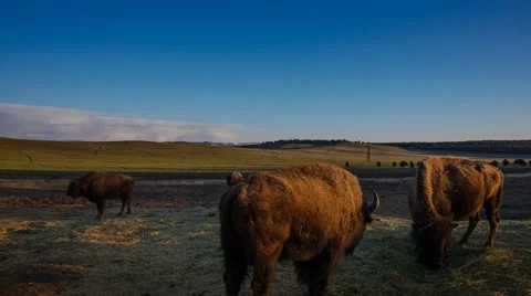 Bison Grazing on Farm at Sunset Stock Footage 56630023