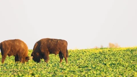  Bison Grazing Field Stock Footage 323138755