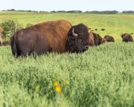 Bison grazing in a field Stock Photos