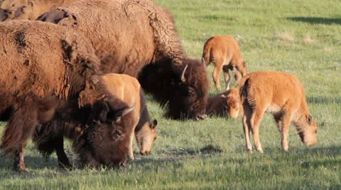 Bison Grazing Stock-Footage 25625917