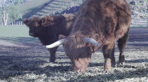 Bison Grazing Stock Footage 50233663