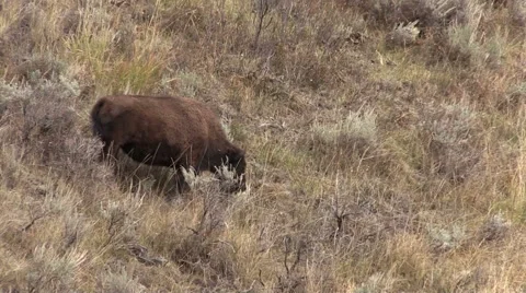 Bison Grazing Vídeos de archivo 55370068
