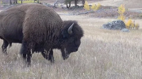 Bison grazing Stock Footage 68625075