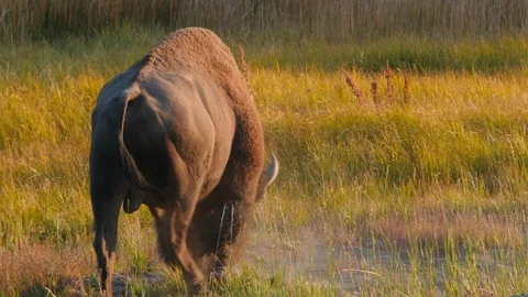 Bison grazing Stock Footage 93416873
