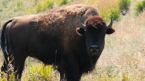Bison grazing Stock Footage 93418880