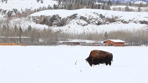 Bison grazing Stock Footage 127048953