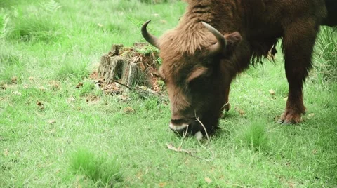 Bison is grazing in the forest in the wildlife Stock Footage 64321185