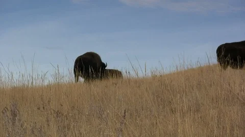 Bison Grazing in Golden Grass below Blue Sky in Custer State Park Stock Footage 118976357