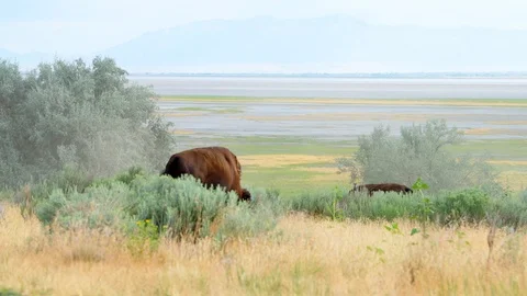 Bison grazing on grass eating walking by dust on Antelope Island in Utah, USA Stock Footage 130072742