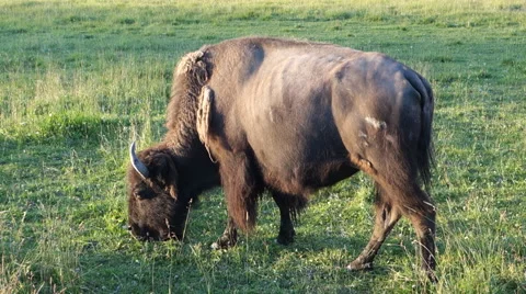 Bison Grazing Grass Stock Footage 62841277