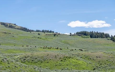 Bison grazing on a grass plain in the Lamar Valley Yellowstone Nat Park, Wyoming Stock Photos