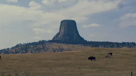 Bison Grazing in Grassland Below Devils Tower Wyoming Stock Footage 340245537