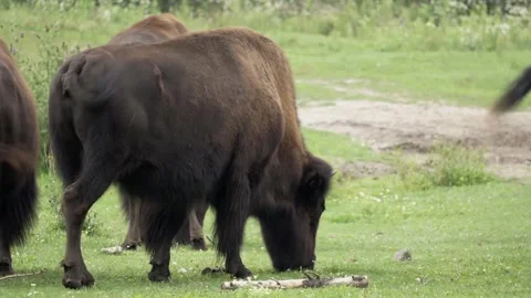 Bison Grazing in Grassy Field with Scattered Flowers Stock Footage 342573483