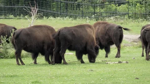 Bison Grazing in a Grassy Field, Wide Shot, Blurred Background Stock Footage 342532089