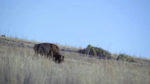 Bison grazing on grassy hill Stock Footage 138978554