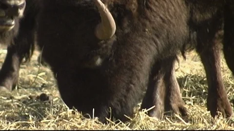 Bison Grazing on Hay in Corral Stock Footage 105929697