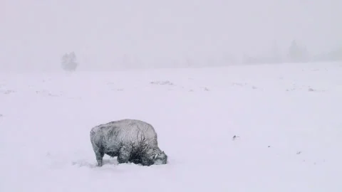 Bison Grazing WIth Head In Snow In Snow Falling Winter Landscape Stock Footage 130223662