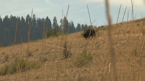 Bison Grazing on Hillside on National Bison Range Stock Footage 105037341