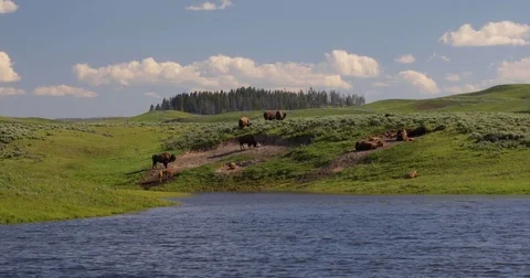 Bison grazing at lake edge 4k 24fps Stock Footage 79278522