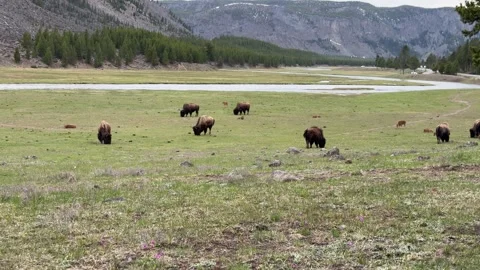 Bison grazing in a mountain valley Stock Footage 280399530