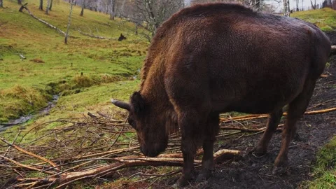 Bison grazing peacefully in a lush green meadow during autumn afternoon 스톡 동영상 288924088