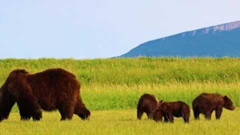 Bison Grazing Peacefully on Meadow Stock Footage 322545214