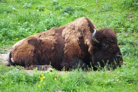 Bison grazing Stock Photos