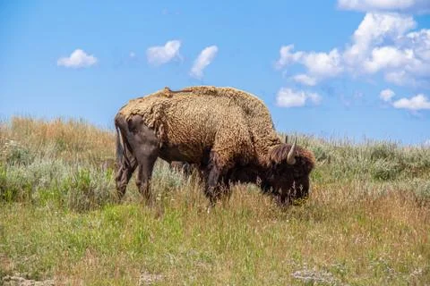 Bison Grazing Stock Photos