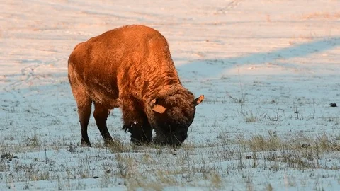 A Bison Grazing in the Plains Stock Footage 120092513
