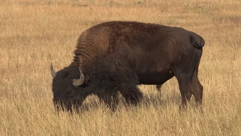 Bison grazing on the prairie.  Exclusive Stock Footage 216825866