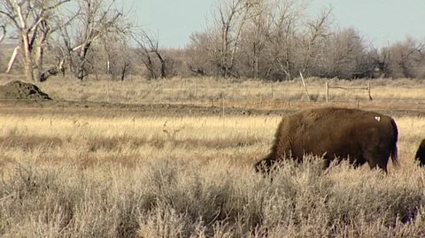 Bison Grazing in Scrubby Field Stock Footage 105929611