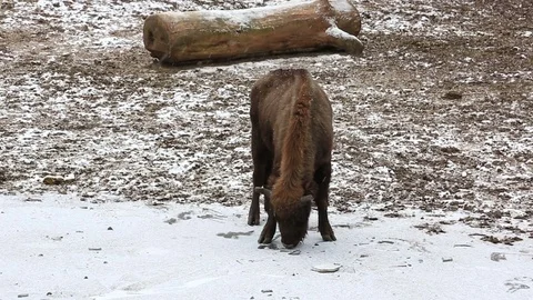 Bison grazing on a snow-covered field Stock Footage 78679542
