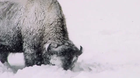 Bison Grazing In Snow While Snow Falling Stock Footage 130223652