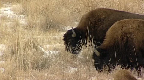 Bison Grazing in Snowy Grass Stock Footage 105928289