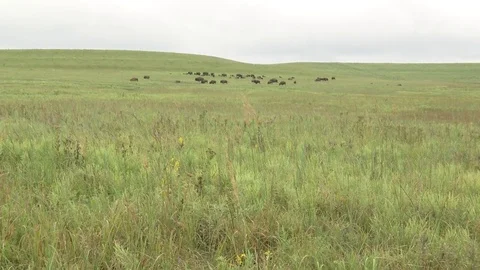 Bison grazing in Summer Stock Footage 72517572