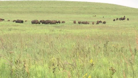 Bison grazing in Summer Stock Footage 72517636