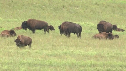 Bison grazing in Summer Stock Footage 72517865