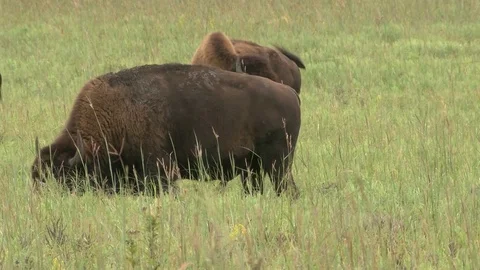 Bison grazing in Summer Stock Footage 72517876