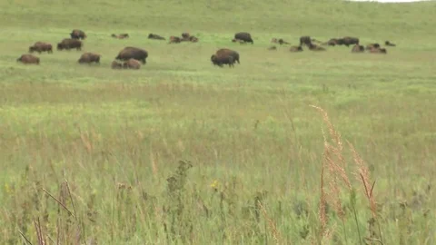 Bison grazing in Summer Stock Footage 72517887