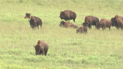 Bison grazing in Summer Stock Footage 72517911