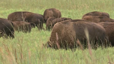 Bison grazing in Summer Stock Footage 72517988