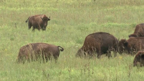 Bison grazing in Summer Stock Footage 72518009