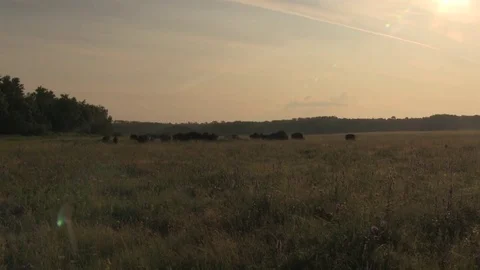 Bison grazing timelapse Stock-Footage 83098177