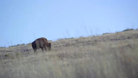 Bison grazing uphill Vídeo Stock 138971558
