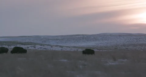 Bison grazing winter field at sunset, panning shot Video stock 332436622